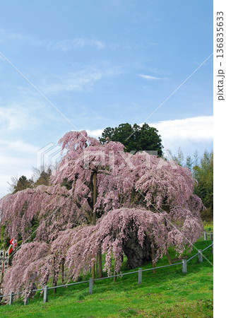 福島県三春 三春滝桜 福島県三春 三春滝桜 136835633
