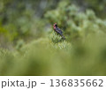 北海道ギンザンマシコ 136835662