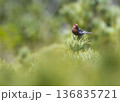 ギンザンマシコ　北海道 136835721
