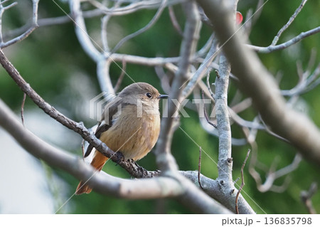 ジョウビタキのめす 136835798