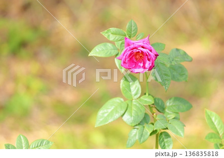 バラの花　イントゥリーグ 136835818