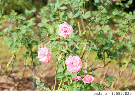 バラの花 プリンセスアイコ バラの花 プリンセスアイコ 136835820