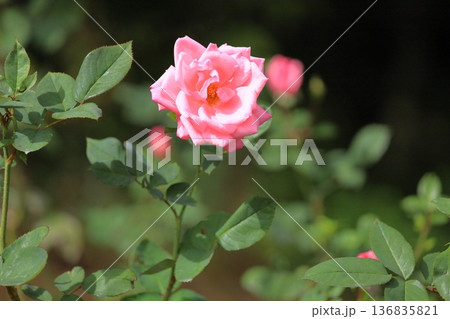 バラの花　プリンセスアイコ 136835821