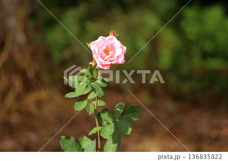 バラの花　プリンセスアイコ 136835822