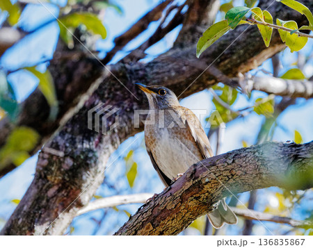 枝に止まる冬鳥ヒタキ科シロハラ 136835867
