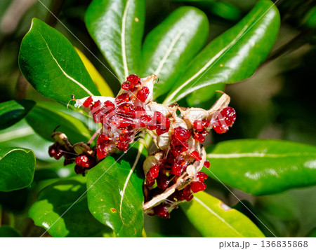 トベラ科トベラの赤い果実 136835868