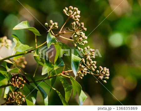 ウコギ科キヅタの果実 136835869
