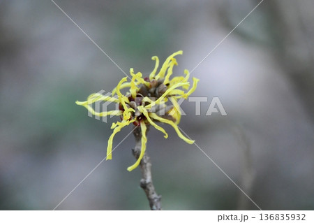 ハマメリス　Hamamelis 136835932