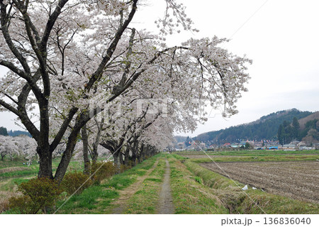 福島県いわき市・小野町 夏井千本桜 夏井川沿いの桜 福島県いわき市・小野町 夏井千本桜 夏井川沿いの桜 136836040