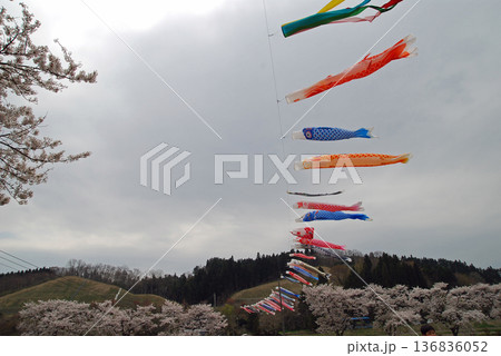 福島県いわき市・小野町 夏千本桜 空を泳ぐこいのぼり 福島県いわき市・小野町 夏千本桜 空を泳ぐこいのぼり 136836052