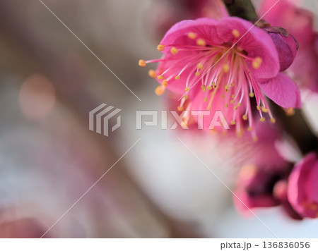 晴れた2月に美しく咲いた紅い梅の花「大盃（オオサカズキ）」 136836056