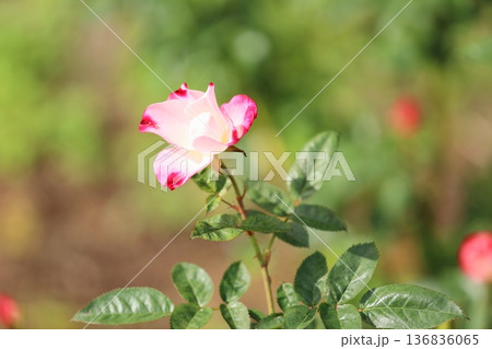 バラの花 花霞 バラの花 花霞 136836065
