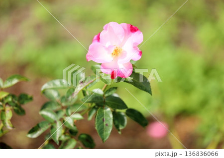 バラの花　花霞 136836066