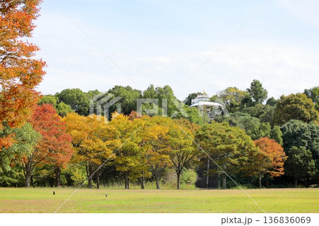 秋の公園　色づく雑木林 136836069