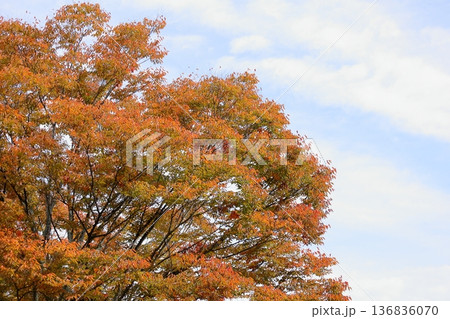秋の公園　色づくケヤキの葉　紅葉 136836070