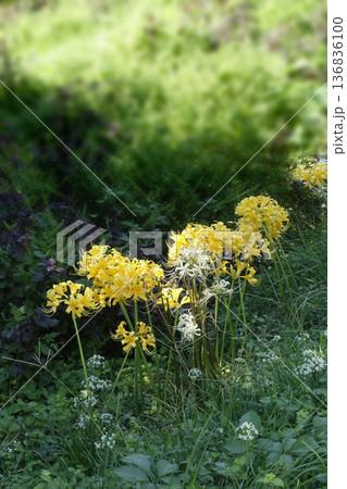秋10月野原の中に咲く黄色いリコリスの花 秋10月野原の中に咲く黄色いリコリスの花 136836100