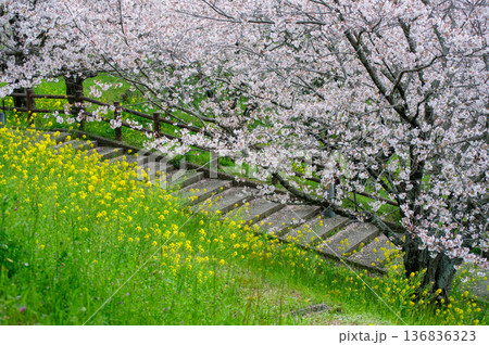 春の石段と桜並木 春の石段と桜並木 136836323