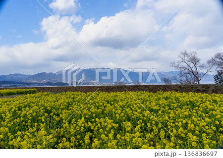 真冬の菜の花と冬の空 真冬の菜の花と冬の空 136836697