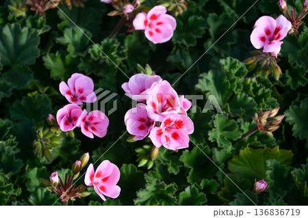 ゼラニウム Geranium ゼラニウム Geranium 136836719