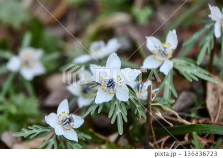 節分草　Eranthis pinnatifida 136836723