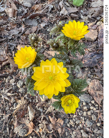 福寿草　forked-stem adonis 136836724