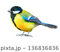 日本の野鳥　シジュウカラ　水彩　小鳥 136836836