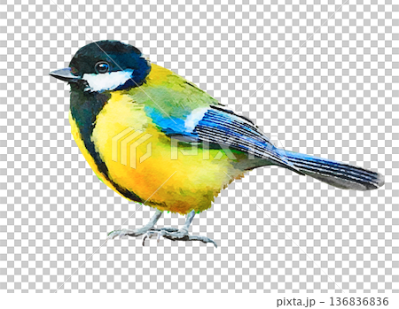 日本の野鳥　シジュウカラ　水彩　小鳥 136836836