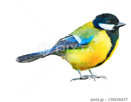 日本の野鳥　シジュウカラ　水彩　小鳥 136836837