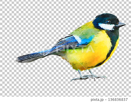 日本の野鳥　シジュウカラ　水彩　小鳥 136836837