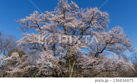 埼玉県:鉢形城跡のエドヒガン/大きく枝を張った桜のグラフィック素材/寄居町・3月 埼玉県:鉢形城跡のエドヒガン/大きく枝を張った桜のグラフィック素材/寄居町・3月 136836875