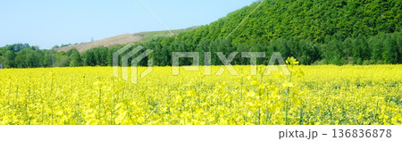 穏やかな春の北海道で見たいい香りがする黄色いアブラナ科の花畑 136836878