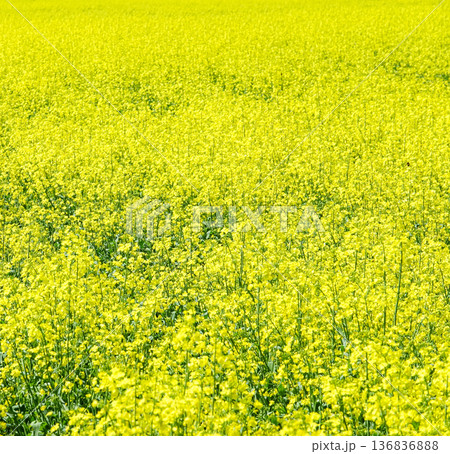 穏やかな春の北海道で見たいい香りがする黄色いアブラナ科の花畑 136836888