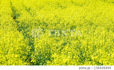 穏やかな春の北海道で見たいい香りがする黄色いアブラナ科の花畑 136836894