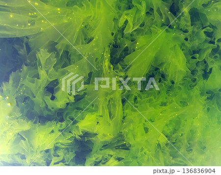 海岸に生育するアオサ（アナアオサ） 136836904