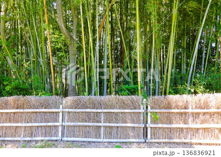 5月の竹林 5月の竹林 136836921