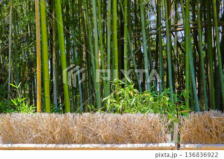 5月の竹林 136836922