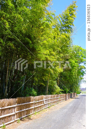 5月の竹林 5月の竹林 136836923