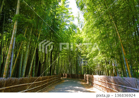 5月の竹林 5月の竹林 136836924