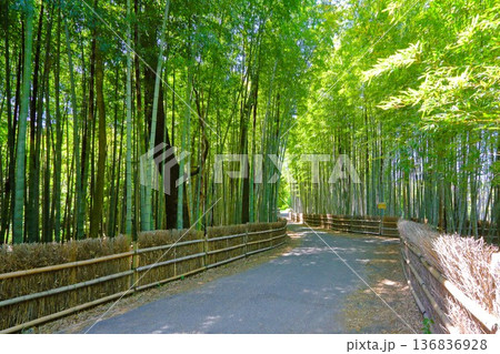 5月の竹林 5月の竹林 136836928