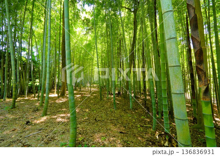 5月の竹林 5月の竹林 136836931