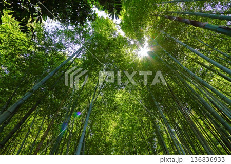 5月の竹林 5月の竹林 136836933