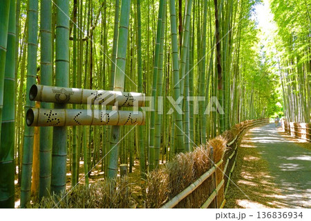 5月の竹林 136836934