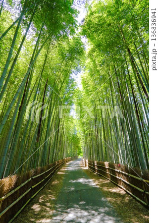 5月の竹林 5月の竹林 136836941