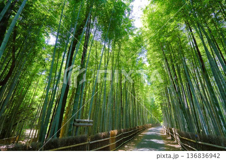 5月の竹林 136836942