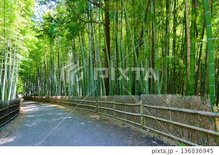 5月の竹林 136836945