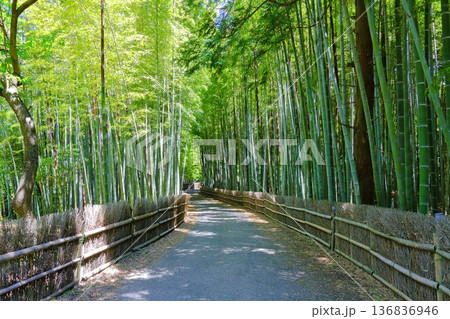 5月の竹林 136836946
