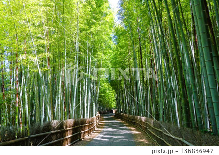 5月の竹林 136836947