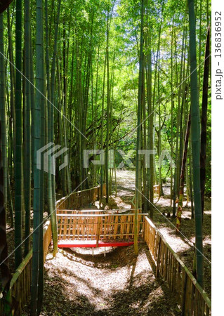 5月の竹林 5月の竹林 136836952