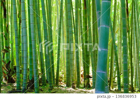 5月の竹林 5月の竹林 136836953