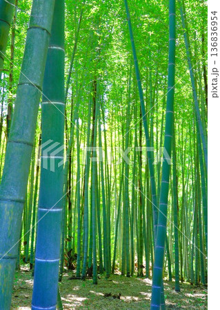 5月の竹林 136836954